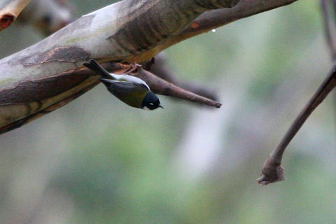 Black-headed Honeyeater (Melithreptus affinis)